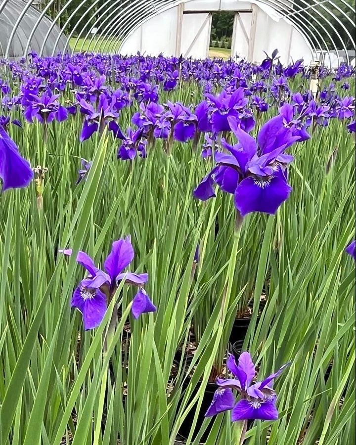 Iris sibirica 'Caesar's Brother' (Siberian Iris)