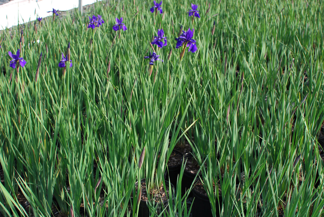 Iris sibirica 'Caesar's Brother' (Siberian Iris)