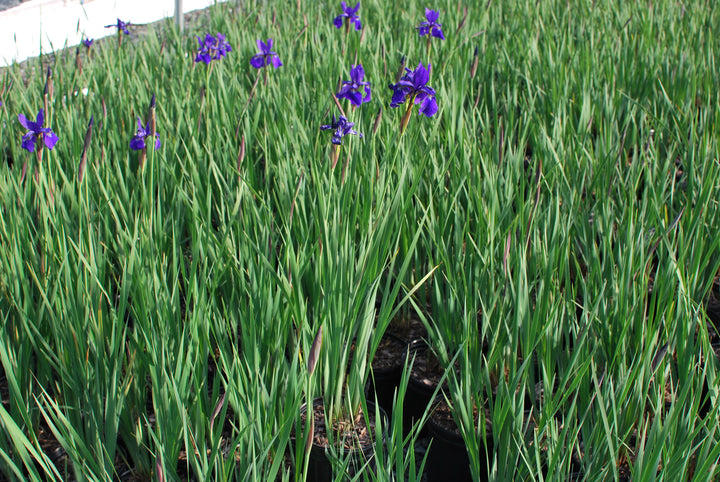 Iris sibirica 'Caesar's Brother' (Siberian Iris)