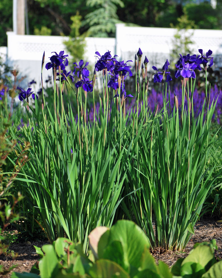 Iris sibirica 'Caesar's Brother' (Siberian Iris)