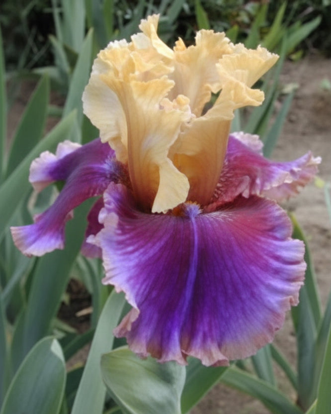 Iris g. 'Final Episode' (German Iris)