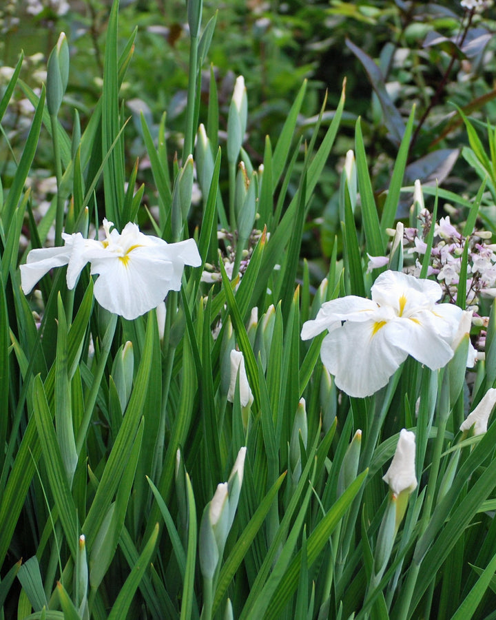 Iris ensata 'Moonlight Waves' (Japanese Iris)