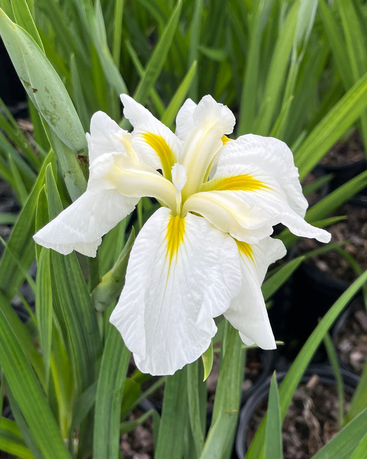 Iris ensata 'Moonlight Waves' (Japanese Iris)