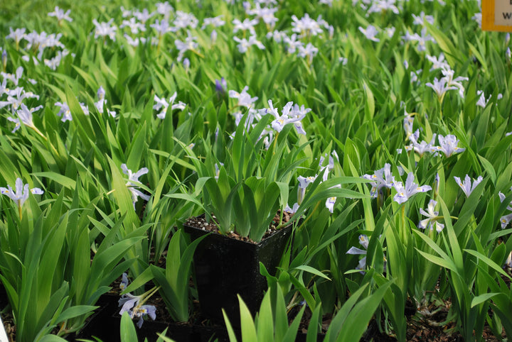 Iris cristata 'Powder Blue Giant' (Dwarf Crested Iris)
