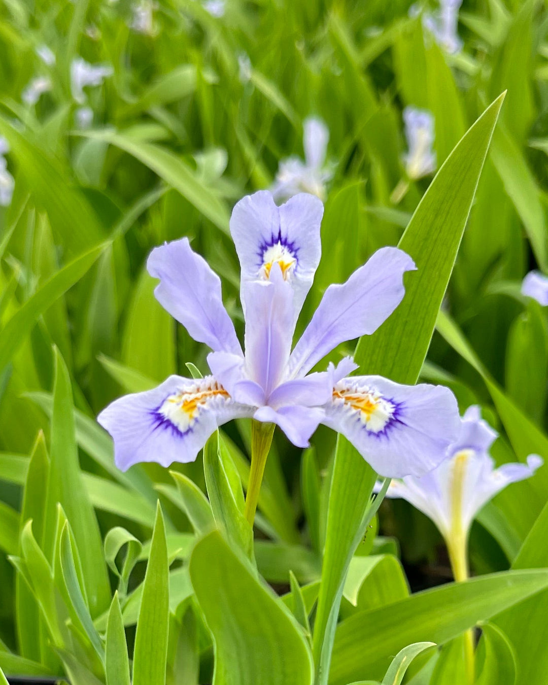 Iris cristata 'Powder Blue Giant' (Dwarf Crested Iris)