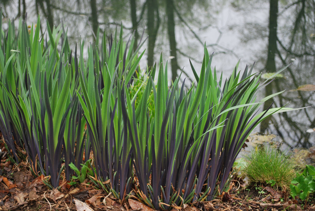 Iris versicolor 'Purple Flame' (Blue Flag)