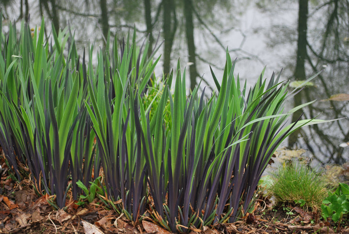 Iris versicolor 'Purple Flame' (Blue Flag)