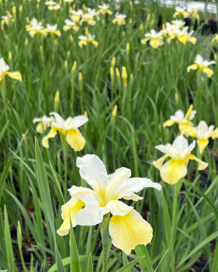 Iris sibirica 'Snow Queen' (Siberian Iris)