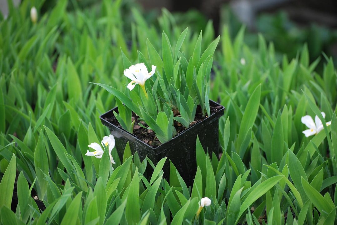 Iris cristata 'Tennessee White' (Dwarf Crested Iris)