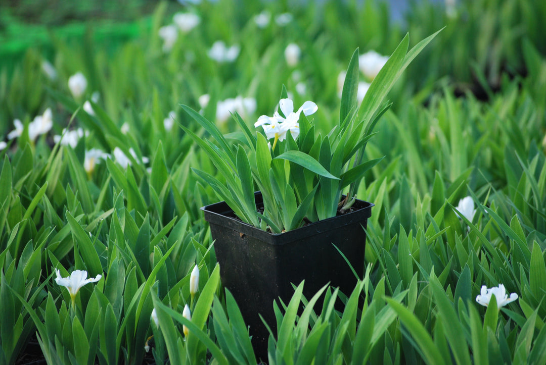 Iris cristata 'Tennessee White' (Dwarf Crested Iris)