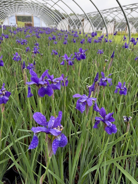 Iris sibirica 'Caesar's Brother' (Siberian Iris)