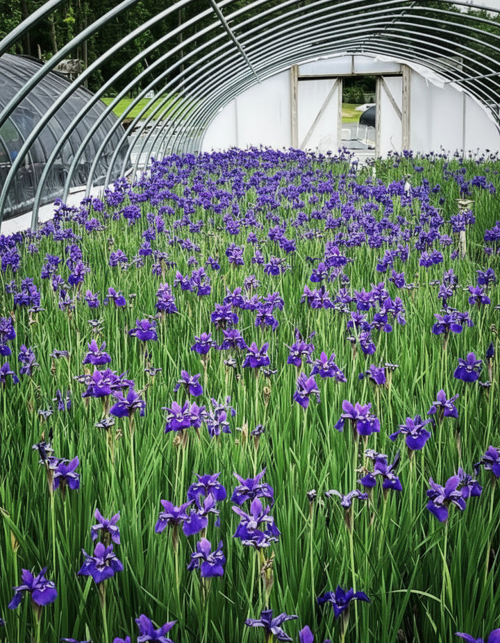 Iris sibirica 'Caesar's Brother' (Siberian Iris)