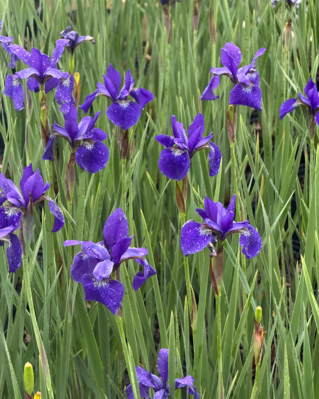 Iris sibirica 'Caesar's Brother' (Siberian Iris)