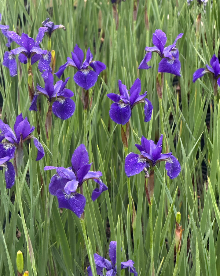 Iris sibirica 'Caesar's Brother' (Siberian Iris)