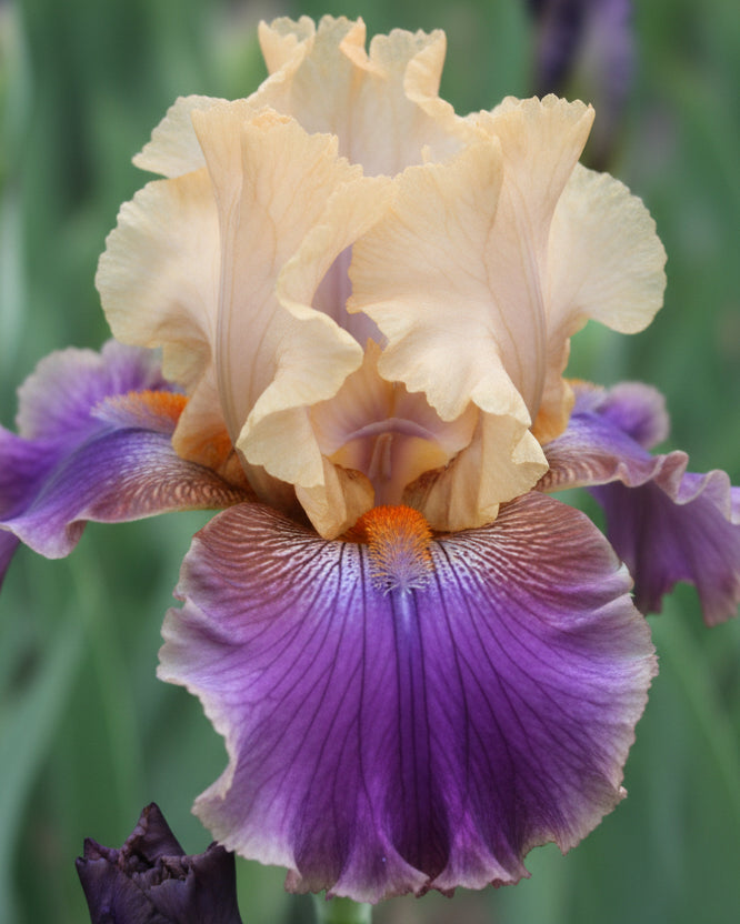 Iris g. 'Final Episode' (German Iris)