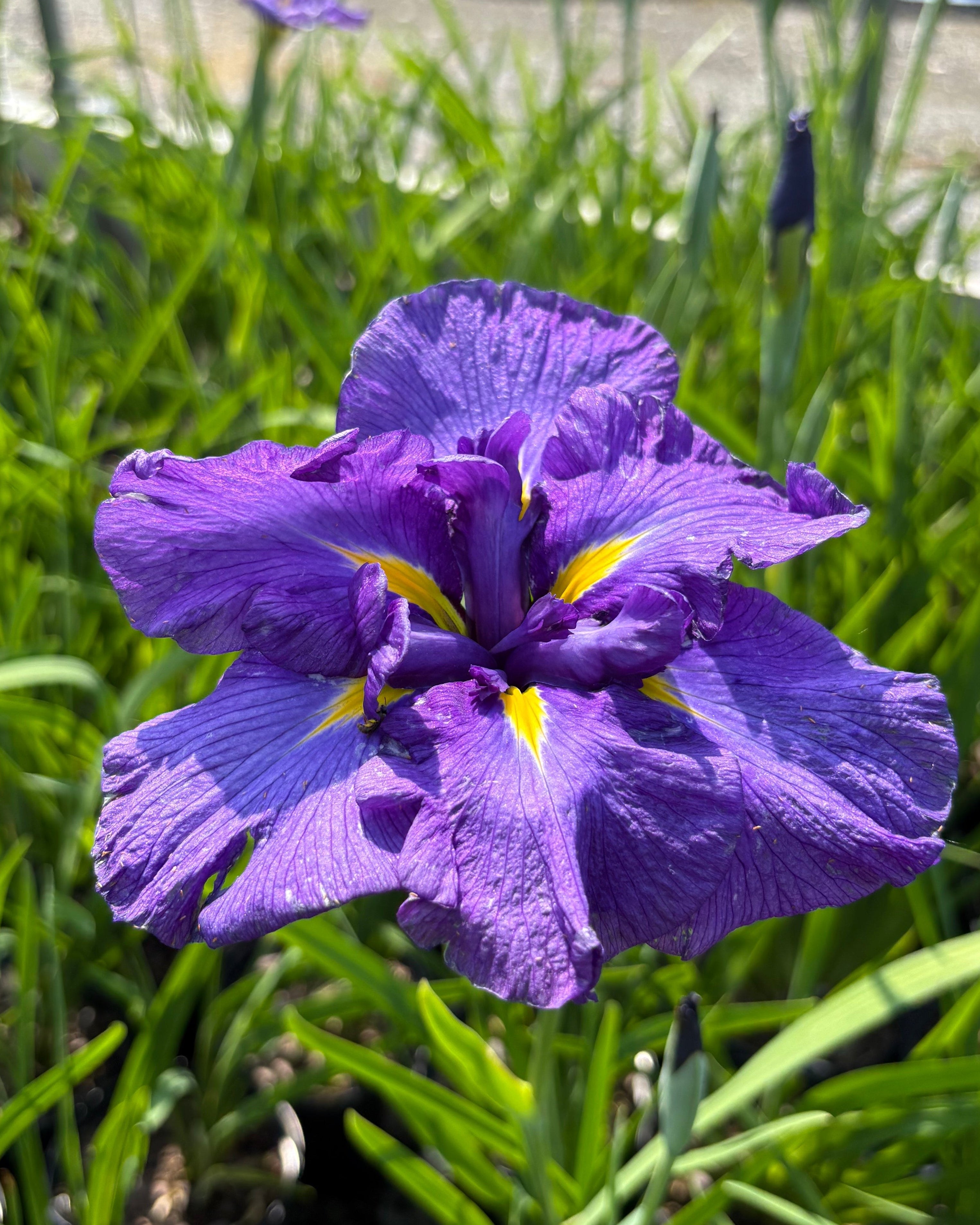 Iris ensata 'Katy Mendez' (Japanese Iris) – Perennial Farm Marketplace