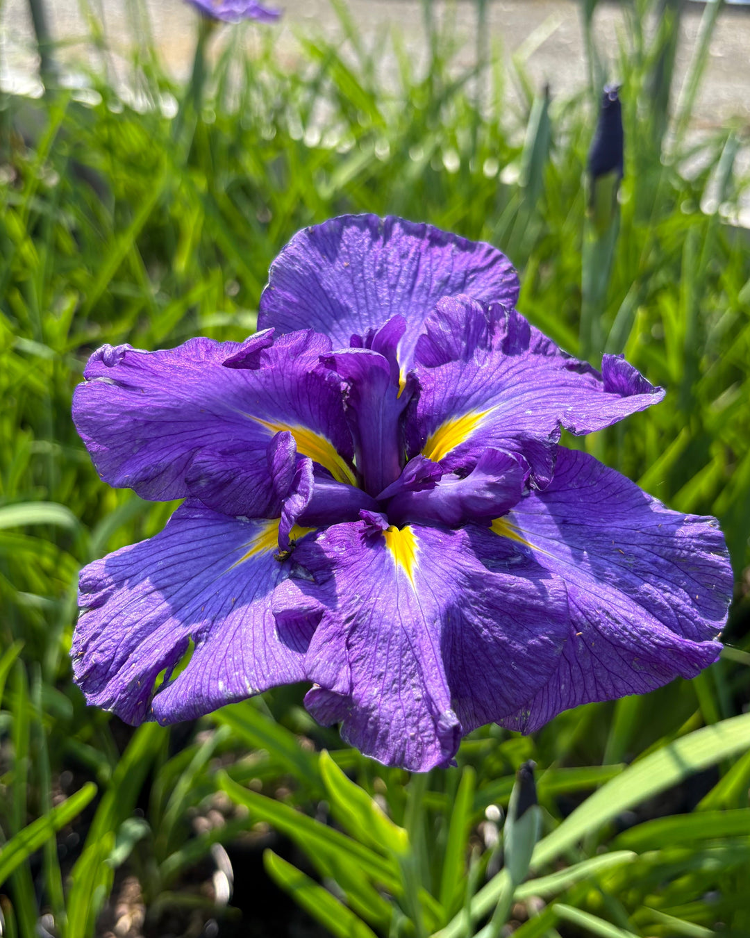 Iris ensata 'Katy Mendez' (Japanese Iris)