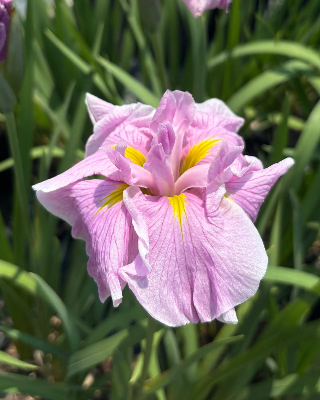 Iris ensata 'Pinkerton' (Japanese Iris)