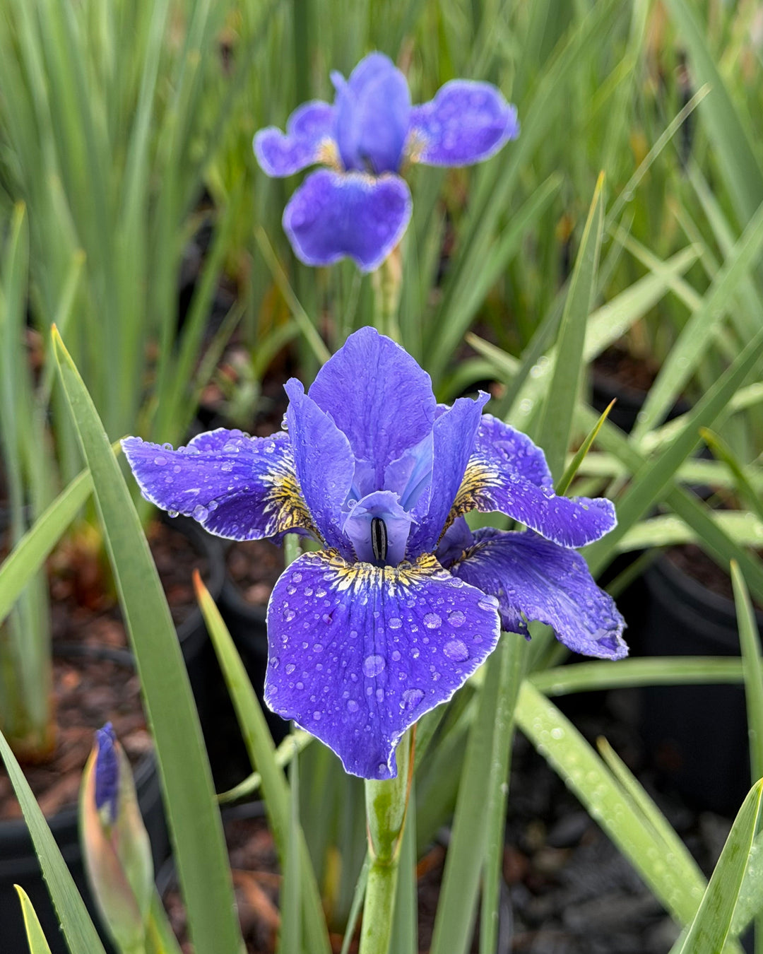 Iris sibirica 'Silver Edge' (Siberian Iris)
