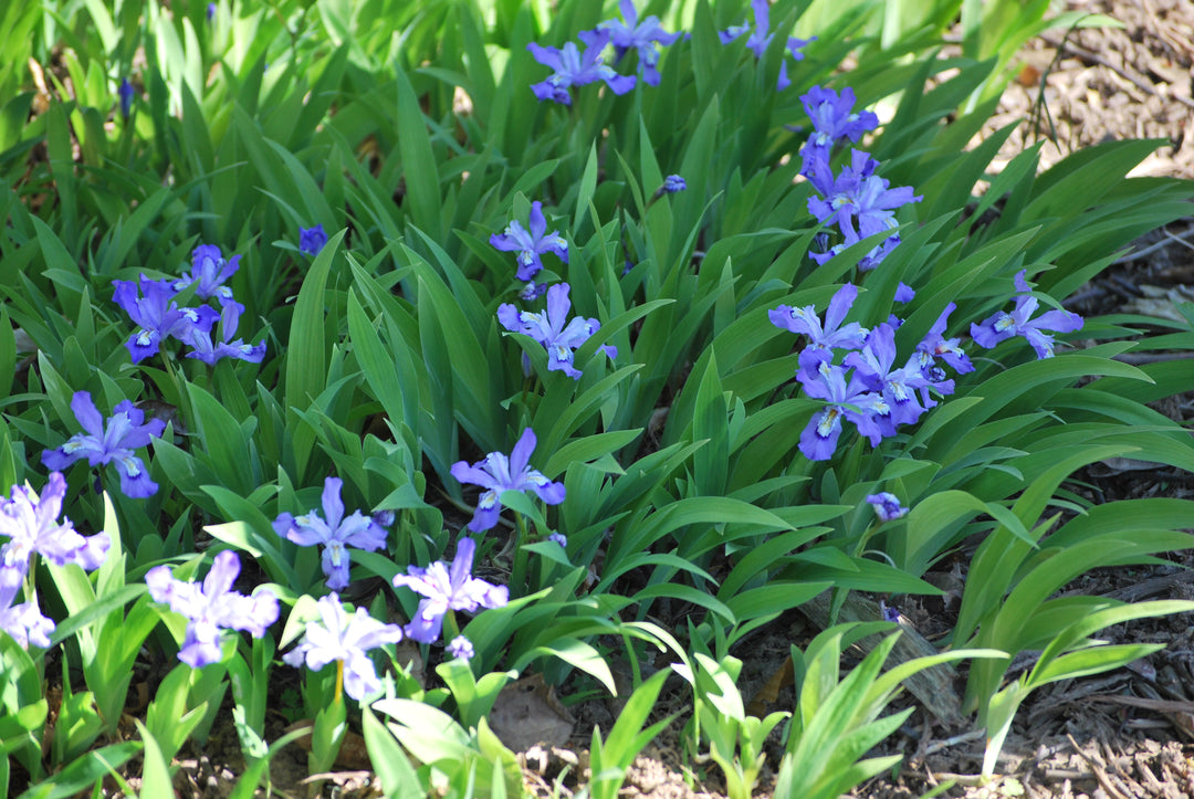 Iris cristata (Dwarf Crested Iris)