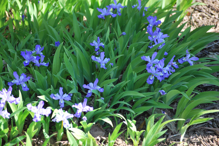 Iris cristata (Dwarf Crested Iris)