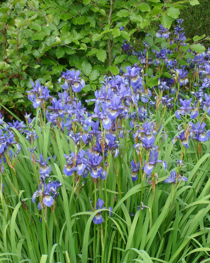 Iris s. ‘Persimmon’ (Siberian Iris)