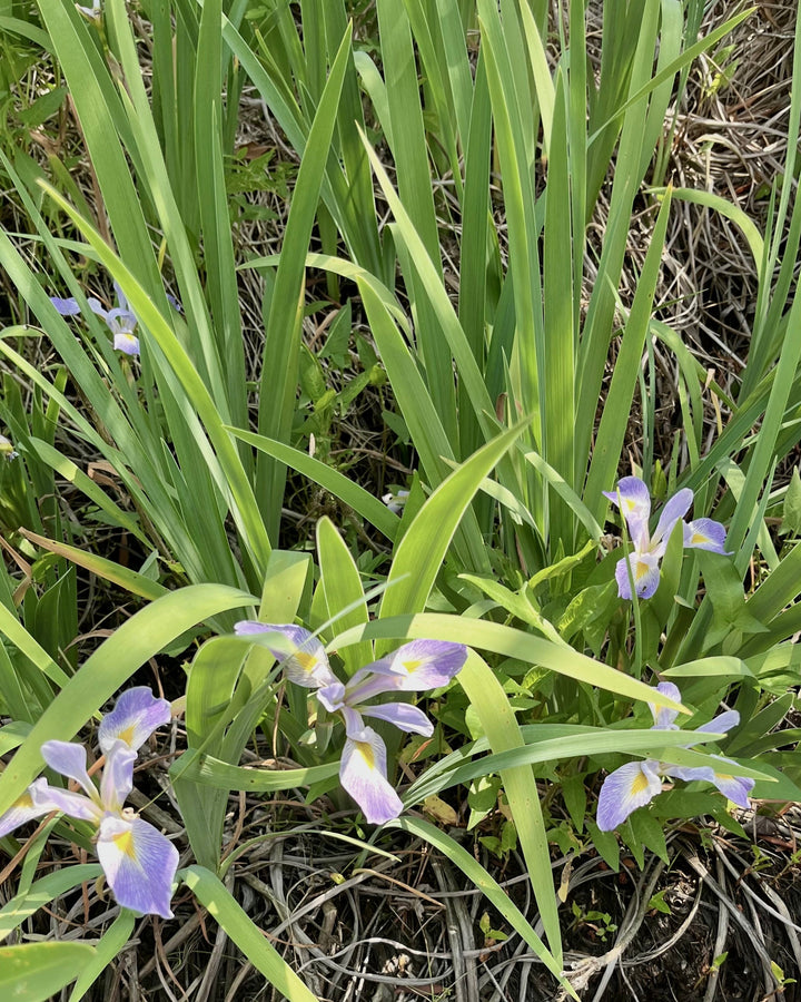 Iris virginica var. shrevei (Southern Blue Flag)
