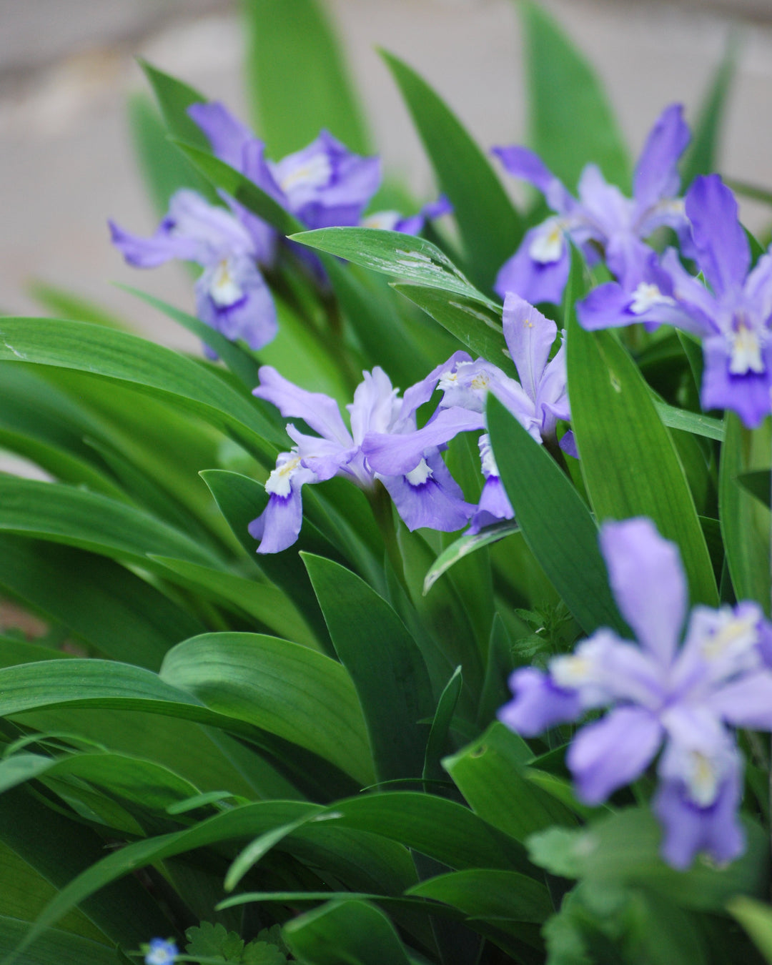 Iris cristata (Dwarf Crested Iris)