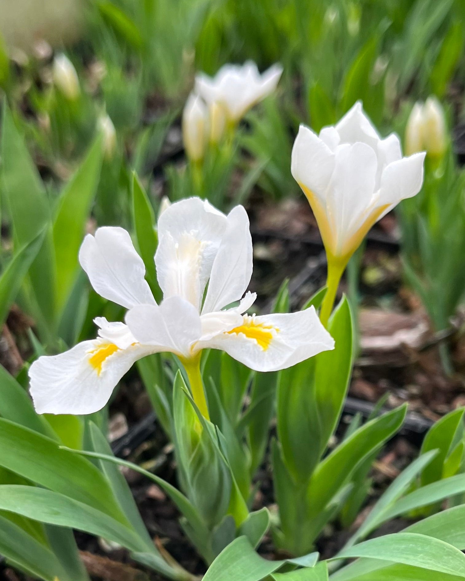 Iris cristata 'Tennessee White' (Dwarf Crested Iris) – Perennial