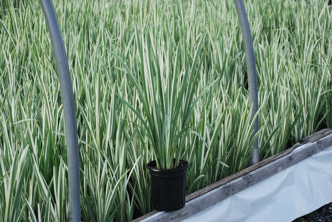 Iris ensata 'Variegata' (Variegated Japanese Iris)