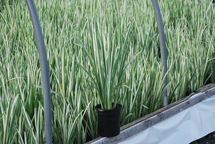 Iris ensata 'Variegata' (Variegated Japanese Iris)