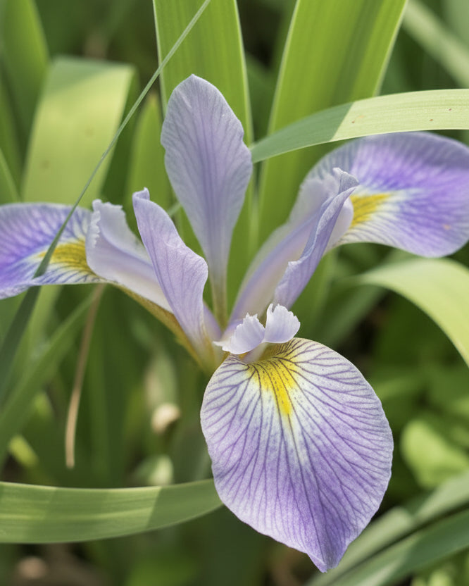 Iris virginica var. shrevei (Southern Blue Flag)