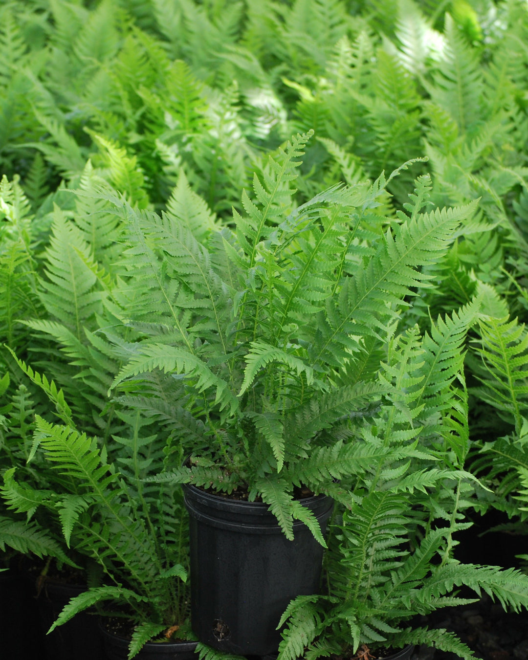 Thelypteris decursive-pinnata (Japanese Beech Fern)