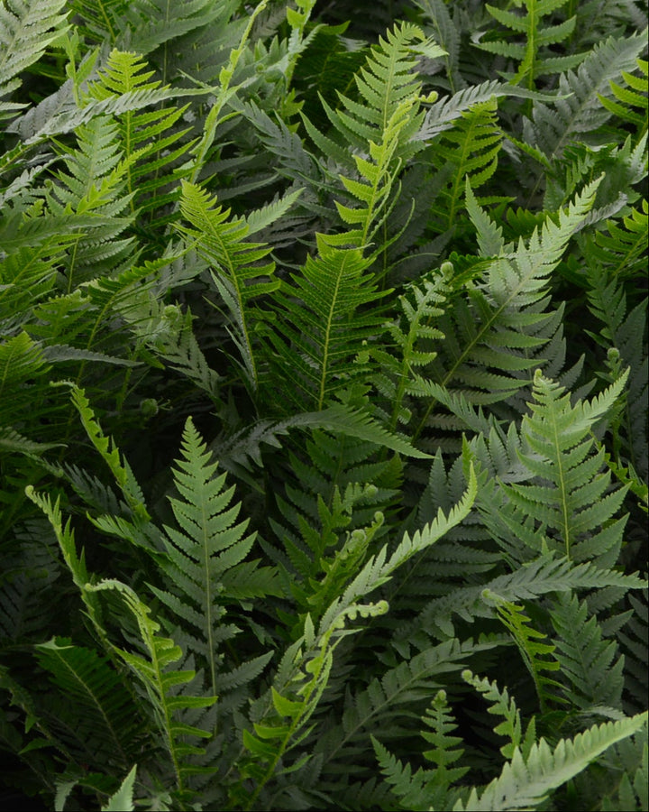 Thelypteris decursive-pinnata (Japanese Beech Fern)