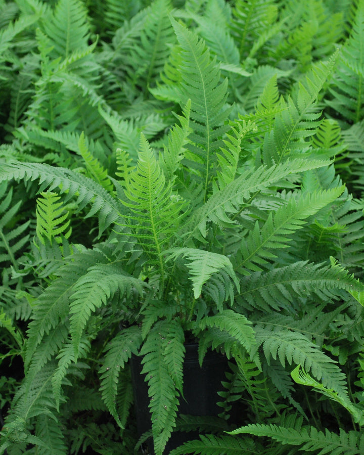 Thelypteris decursive-pinnata (Japanese Beech Fern)