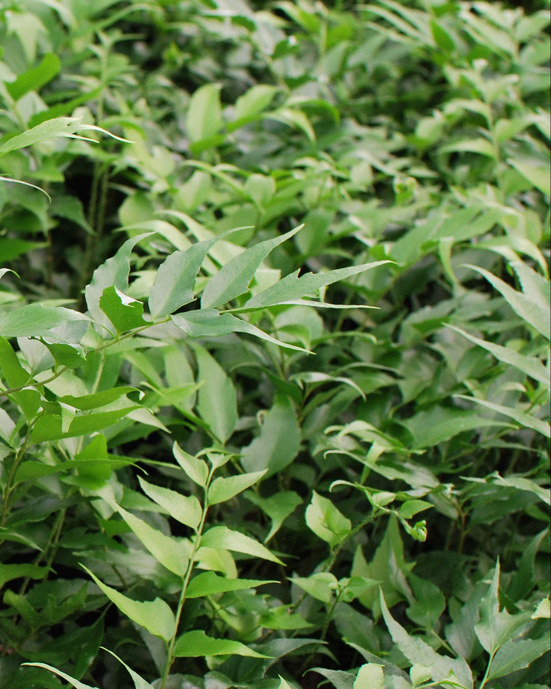 Cyrtomium falcatum 'Rochfordianum' (Japanese Holly Fern)