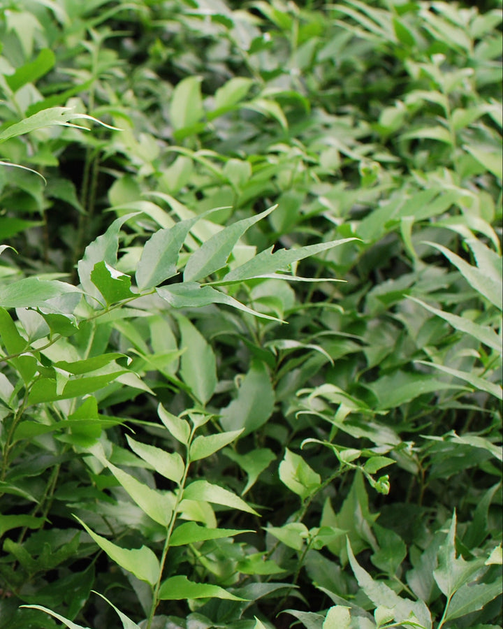 Cyrtomium falcatum 'Rochfordianum' (Japanese Holly Fern)