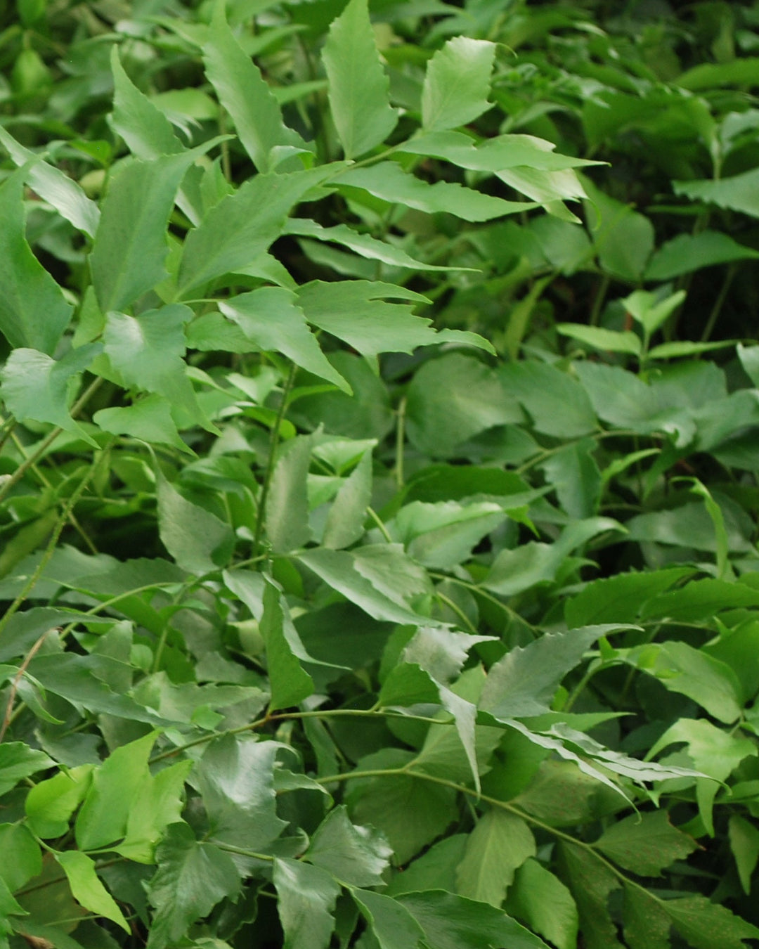 Cyrtomium falcatum 'Rochfordianum' (Japanese Holly Fern)