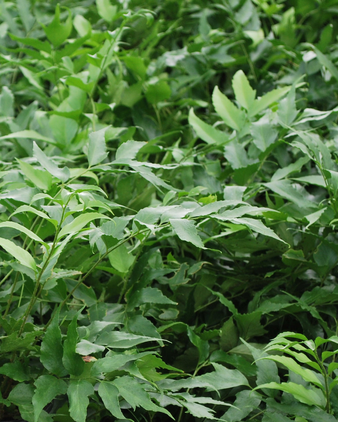 Cyrtomium falcatum 'Rochfordianum' (Japanese Holly Fern)