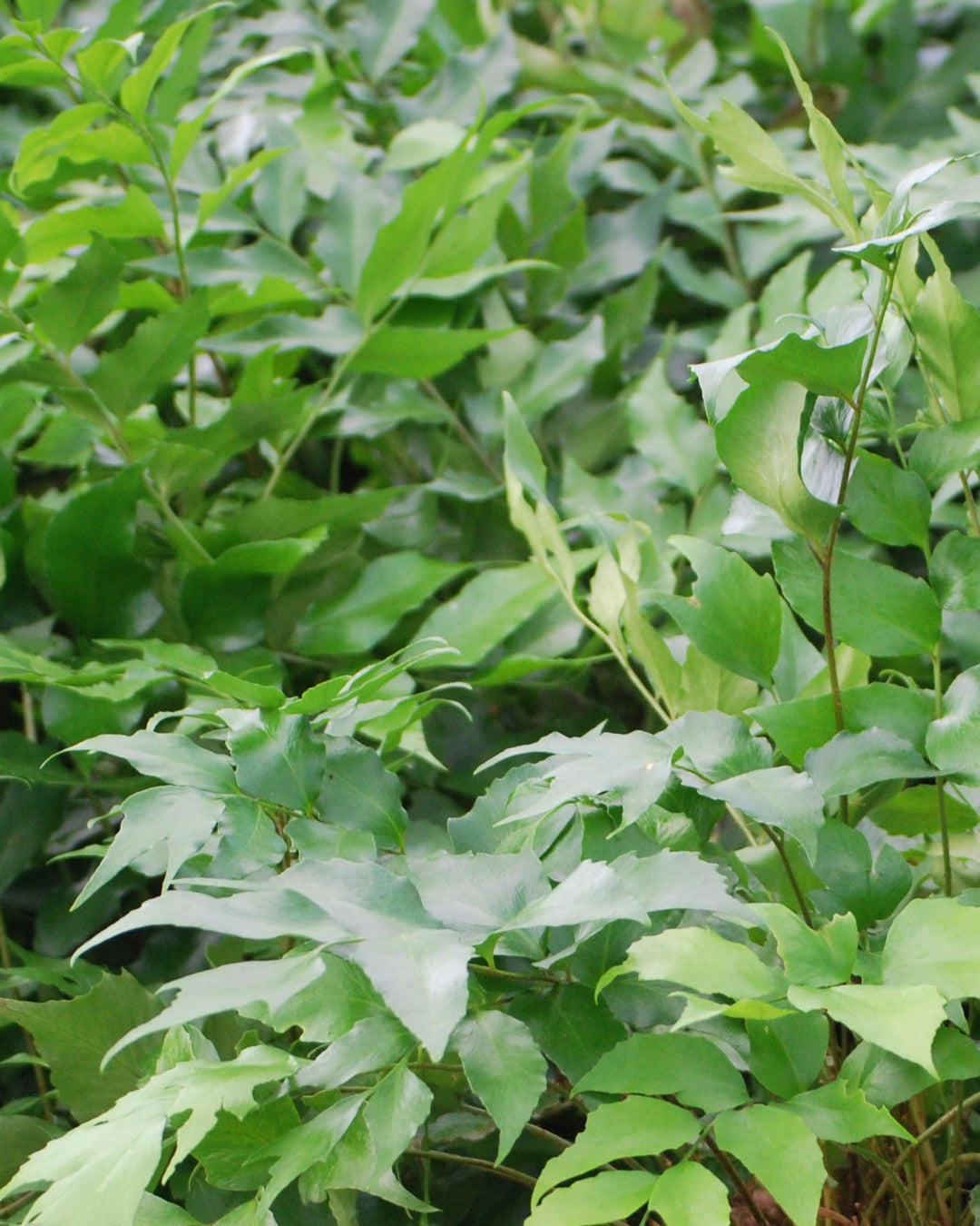 Cyrtomium falcatum 'Rochfordianum' (Japanese Holly Fern)