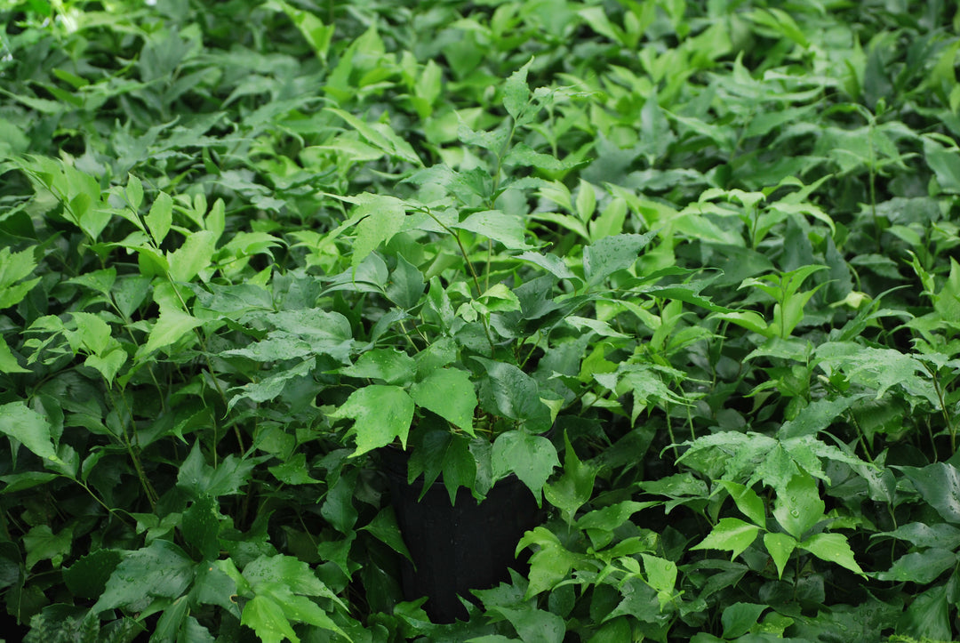 Cyrtomium falcatum 'Rochfordianum' (Japanese Holly Fern)