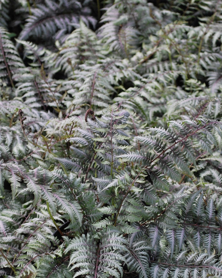 Athyrium niponicum var. pictum (Japanese Painted Fern)