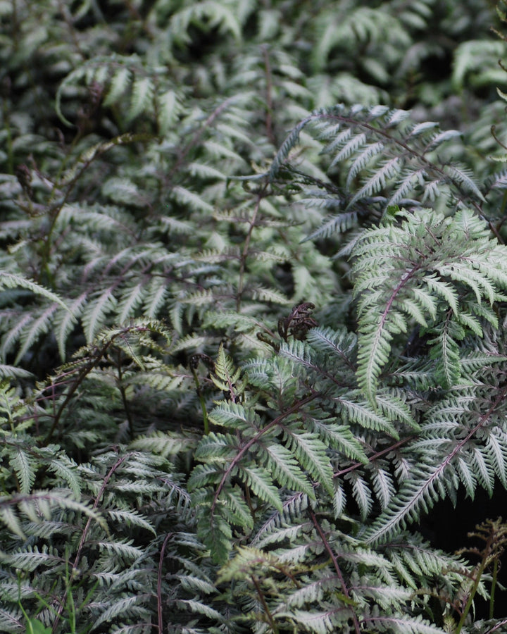 Athyrium niponicum var. pictum (Japanese Painted Fern)