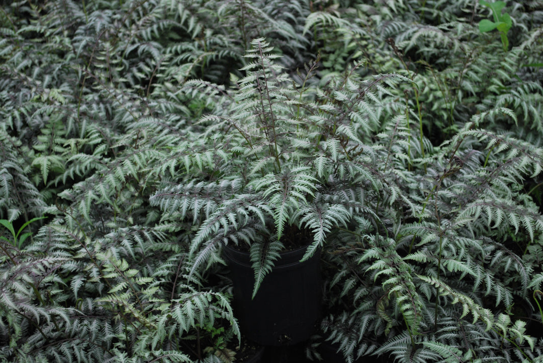 Athyrium niponicum var. pictum (Japanese Painted Fern)