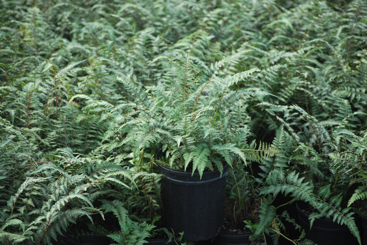 Athyrium niponicum var. pictum (Japanese Painted Fern)