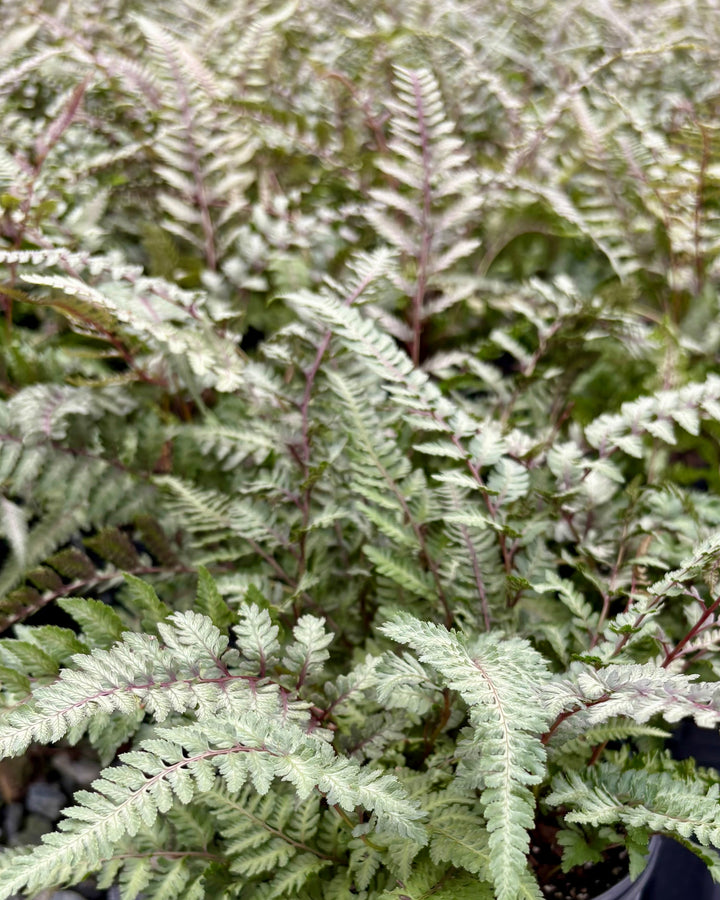 Athyrium niponicum var. pictum (Japanese Painted Fern)