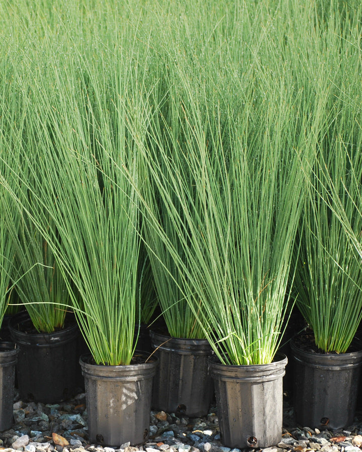 Juncus inflexus 'Blue Arrows' (Blue-Green Rush)
