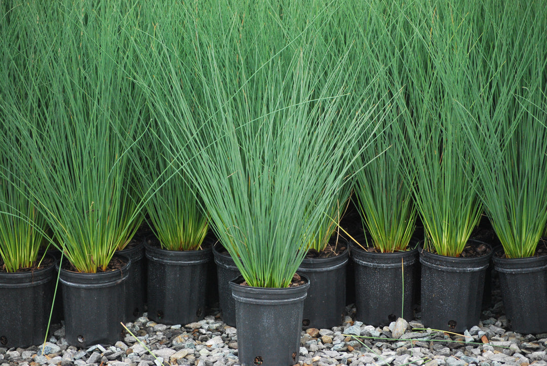 Juncus inflexus 'Blue Arrows' (Blue-Green Rush)