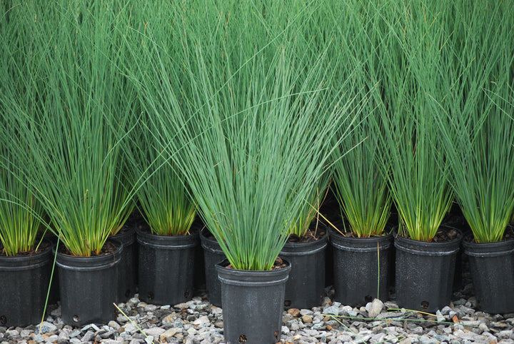 Juncus inflexus 'Blue Arrows' (Blue-Green Rush)
