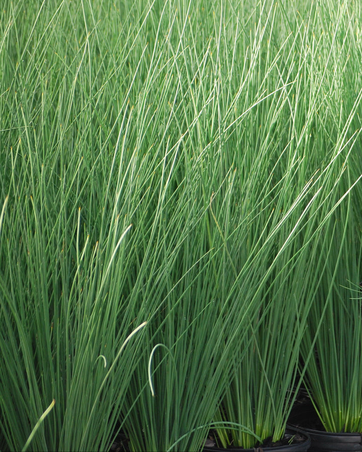 Juncus inflexus 'Blue Arrows' (Blue-Green Rush)